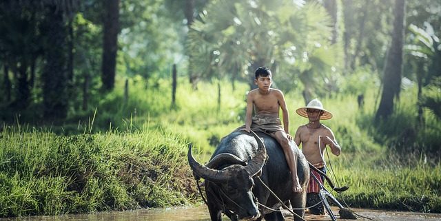 Asiatischer Wasserbüffel bei der Arbeit auf dem Feld